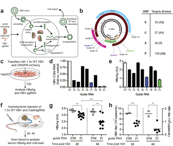 攻克乙肝不是梦，基因编辑靶向“剪切”乙肝病毒