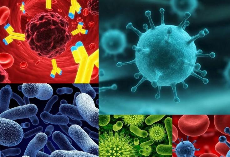 原位杂交技术的基本流程有哪些？