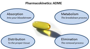 毒代动力学的吸收、分布、代谢、排泄