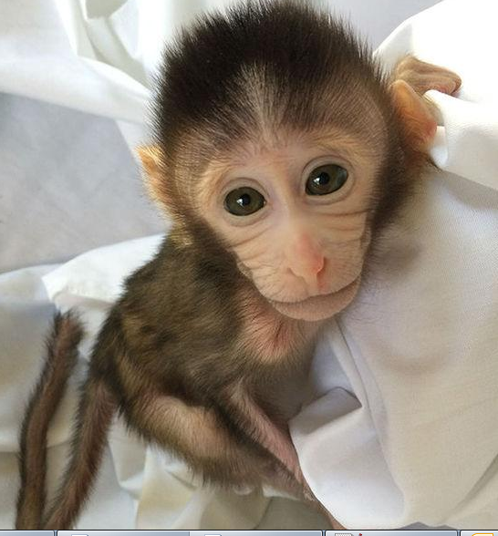 转基因猴成攻克自闭症利剑，首个非人灵长类自闭症模型建立