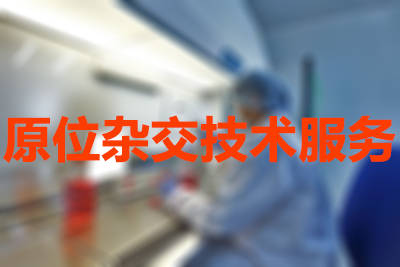 原位杂交技术的分类有哪些？