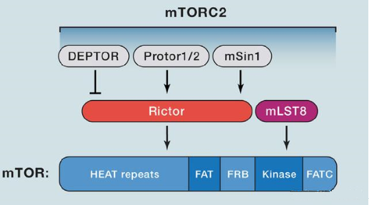 mTORC2的组成蛋白主要有Rictor、mSin1、mSLT8和Protor等