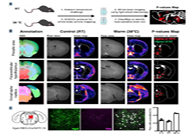 减肥药瞄准新靶点，强效减肥药即将来袭？