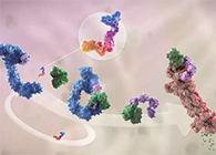 LYTAC出世，与PROTAC并肩作战针对不可成药的靶点