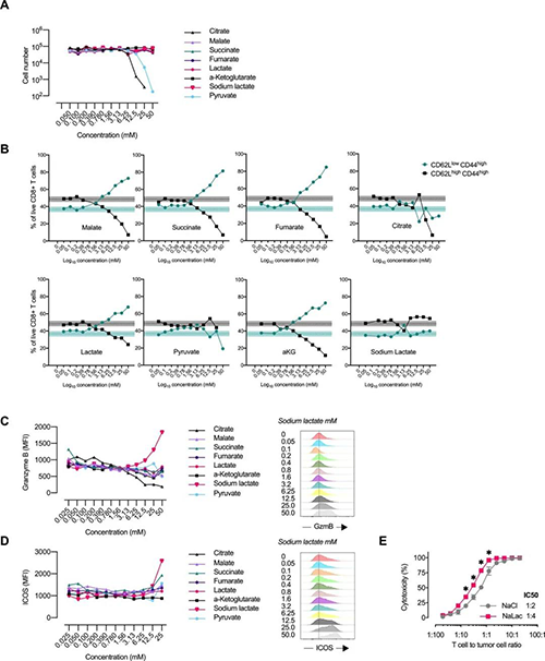 中央碳代谢物会改变CD8 + T细胞效应子的分布（来源：e Life）