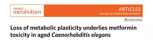 在线虫和人类原代细胞中，当在其寿命晚期提供二甲双胍时，二甲双胍会缩短寿命，这与二甲双胍在年轻生物体中的积极作用相反。