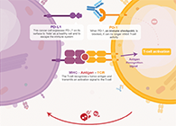 饿了吗？饿一饿原来可以辅助PD-1抑制剂肿瘤免疫治疗
