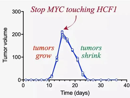 可以“融化”肿瘤的蛋白质，你一定没有听说过！