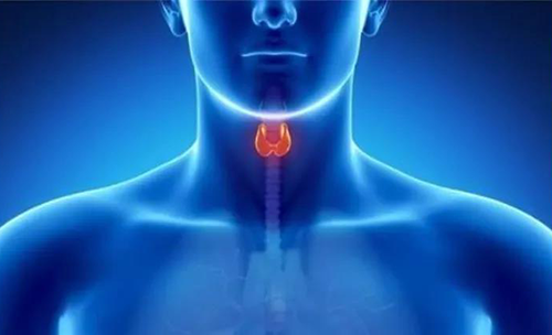 Science速递 | 揭开甲状腺的神秘面纱，开启代谢药物新征程