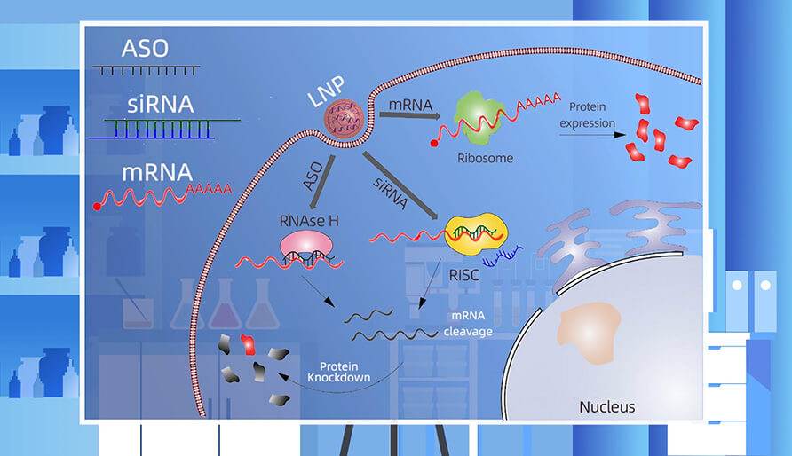 核酸药物的作用机制主要有哪些？