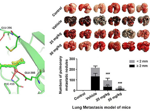 研究用于肺癌和黑色素瘤细胞肺转移的选择性PAK4抑制剂的合成，此选择性PAK4抑制剂的PK研究通过HJC黄金城平台进行