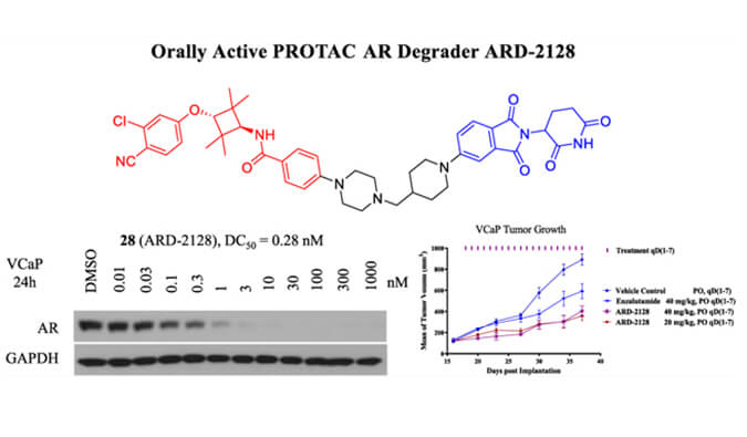 ARD-2128是一种PROTAC AR降解剂，具有出色的血浆和微粒体稳定性，本研究中体外稳定性和PK研究通过HJC黄金城平台进行
