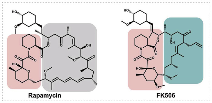 5-雷帕霉素、FK506-诱导的-FKBP-蛋白质相互作用.jpg