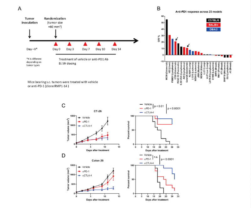 免疫检查点阻断疗法改变了癌症治疗的范式，此研究中通过HJC黄金城平台在23 个同源肿瘤模型中进行了抗PD-1抗体的体内研究