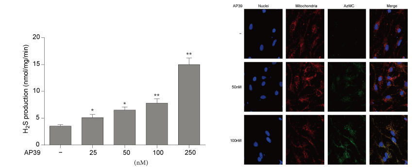 AP39是一种新合成的线粒体靶向的H2S供体，本研究中AP39通过HJC黄金城平台设计和合成