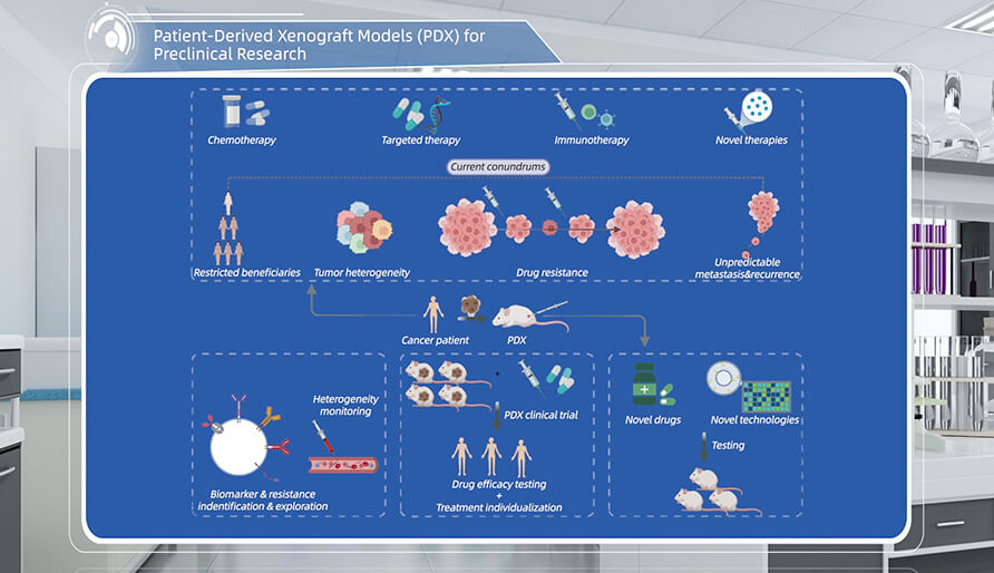 什么是临床前研究的PDX（人源肿瘤异种移植）模型？