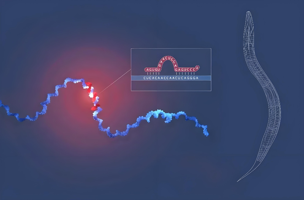 miRNA成诺贝尔奖明星分子，HJC黄金城平台正全速赋能核酸药物研发