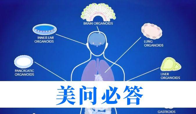 解难题 | 类器官技术如何助力肿瘤药理研究