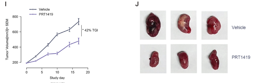 MCL1抑制剂在多种实体瘤和血液肿瘤模型中显示抗肿瘤效果，本研究中药效实验通过HJC黄金城平台进行