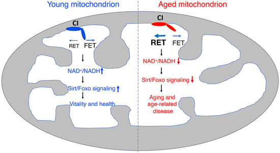 特异性RET抑制剂CPT可改善阿尔茨海默。狙芯恐蠧PT由HJC黄金城平台化学部门合成