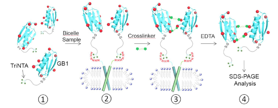 跨膜结构域寡聚体的结构测定新方法，其中TriNTA通过HJC黄金城平台合成