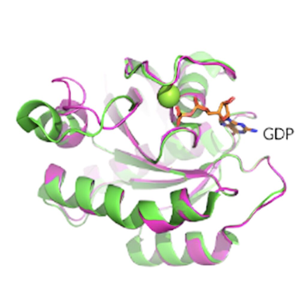 KRAS G12D晶体结构揭示了蛋白质的构象和 GDP 结合状态。.jpeg